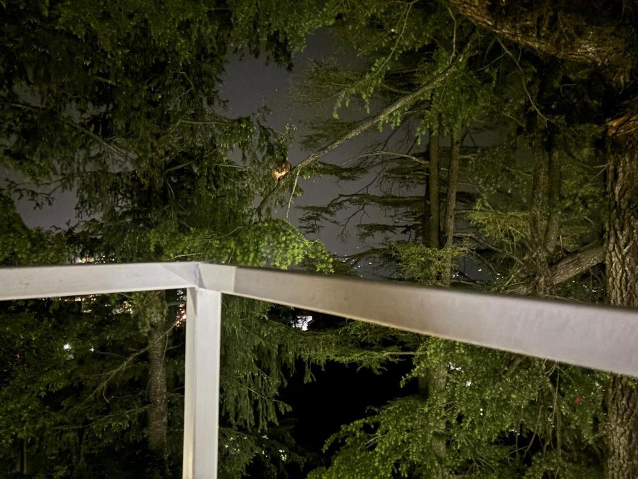 Hotel Jakhu Heights Shimla Luaran gambar